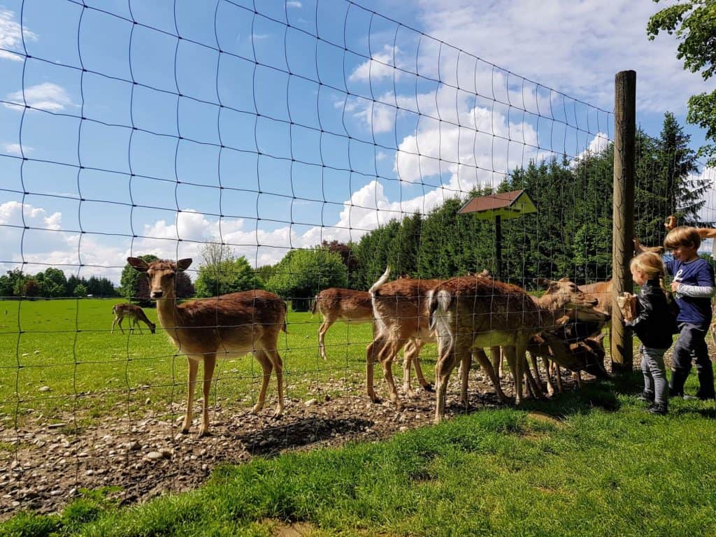 Wild im Tierpark Rosegg wird von Kindern gefüttert