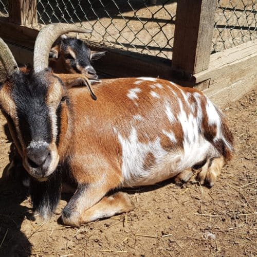 Ziege im kinderfreundlichen Streichelzoo Tierpark Rosegg Kärnten