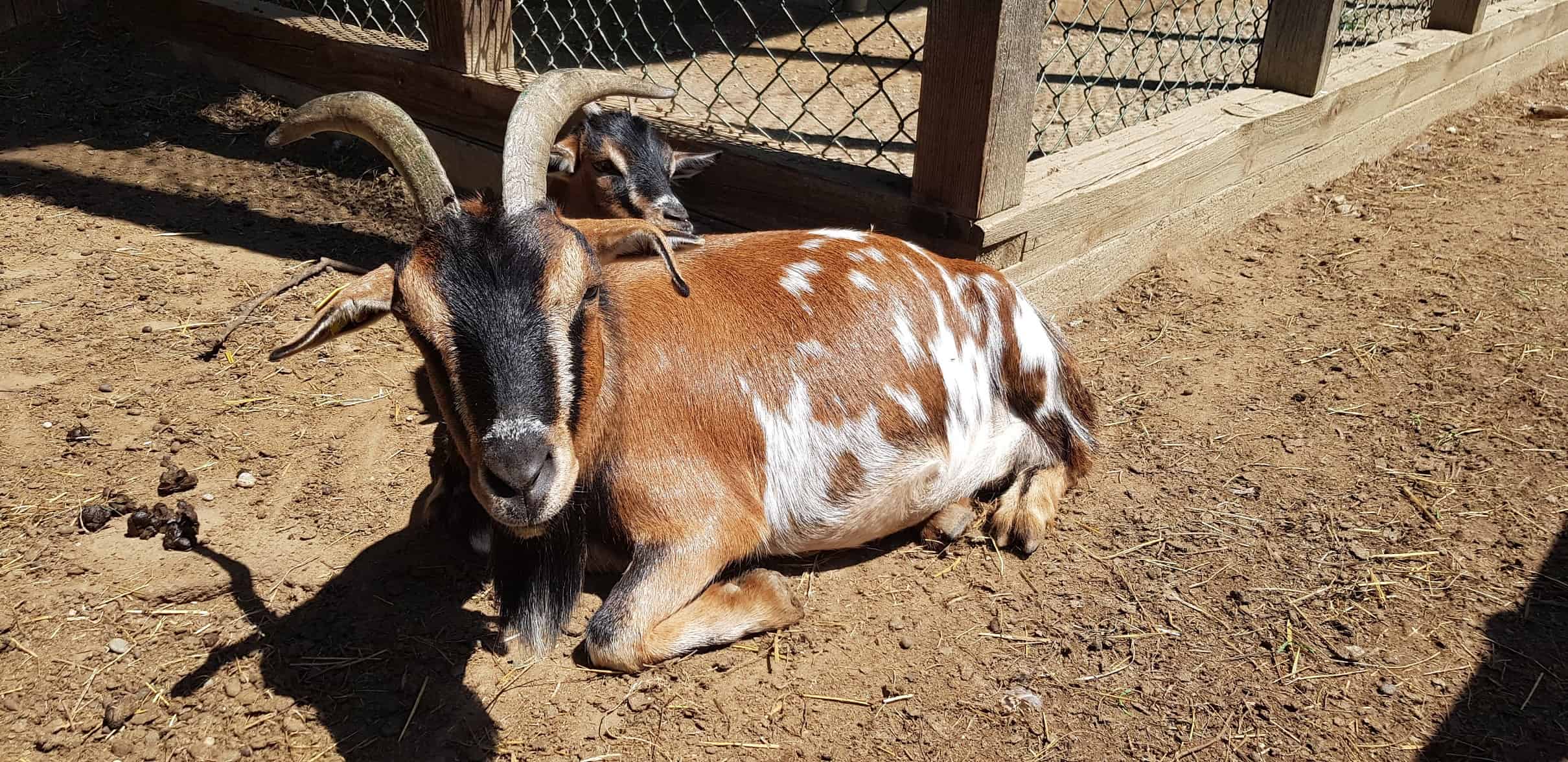 Ziege im kinderfreundlichen Streichelzoo Tierpark Rosegg Kärnten