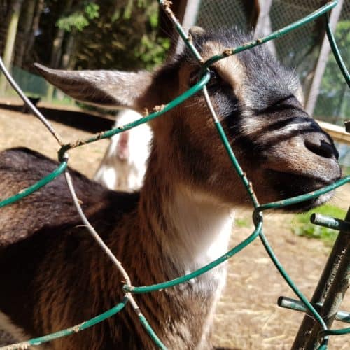 Ziegen füttern streicheln Tierpark Rosegg Streichelzoo