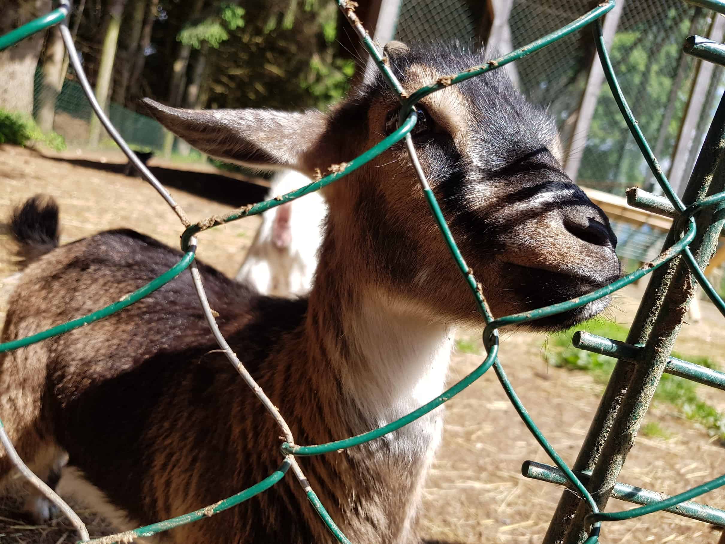 Ziegen füttern streicheln Tierpark Rosegg Streichelzoo