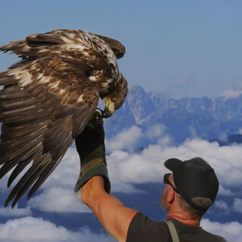 Falkner mit Steinadler auf Flugschau bei Adlerarena Burg Landskron Kärnten