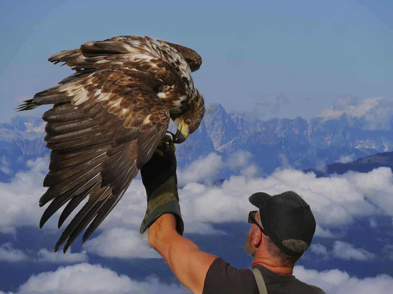 Falkner mit Steinadler auf Flugschau bei Adlerarena Burg Landskron Kärnten