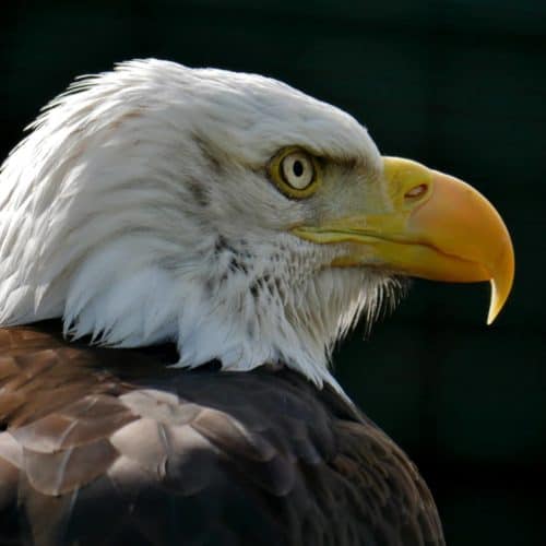 Weißkopfseeadler von der Adlerarena Burg Landskron in Kärnten beim Ossiacher See