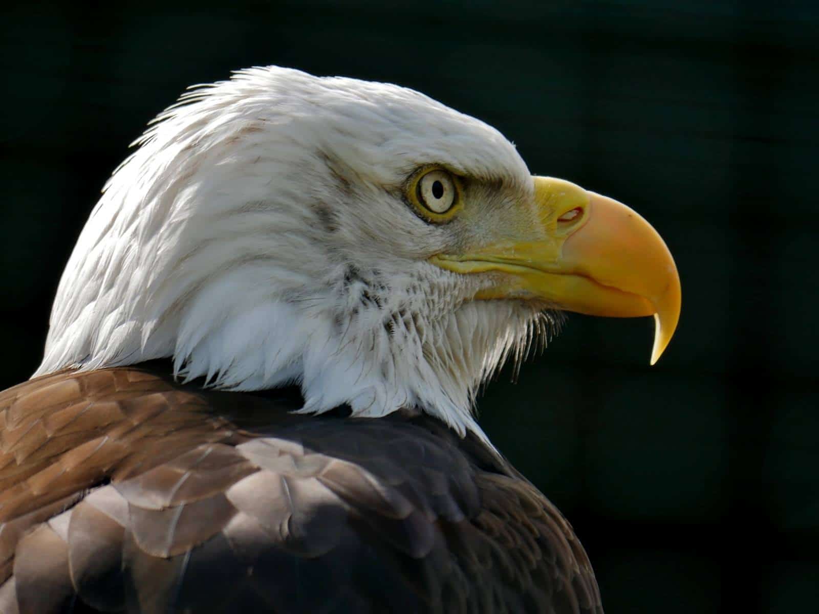 Weißkopfseeadler von der Adlerarena Burg Landskron in Kärnten beim Ossiacher See