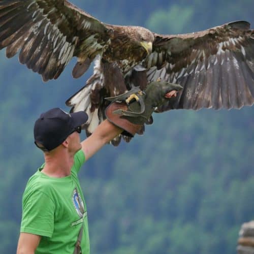 Steinadler mit Falkner bei Flugschau auf Adlerarena Burg Landskron bei Villach