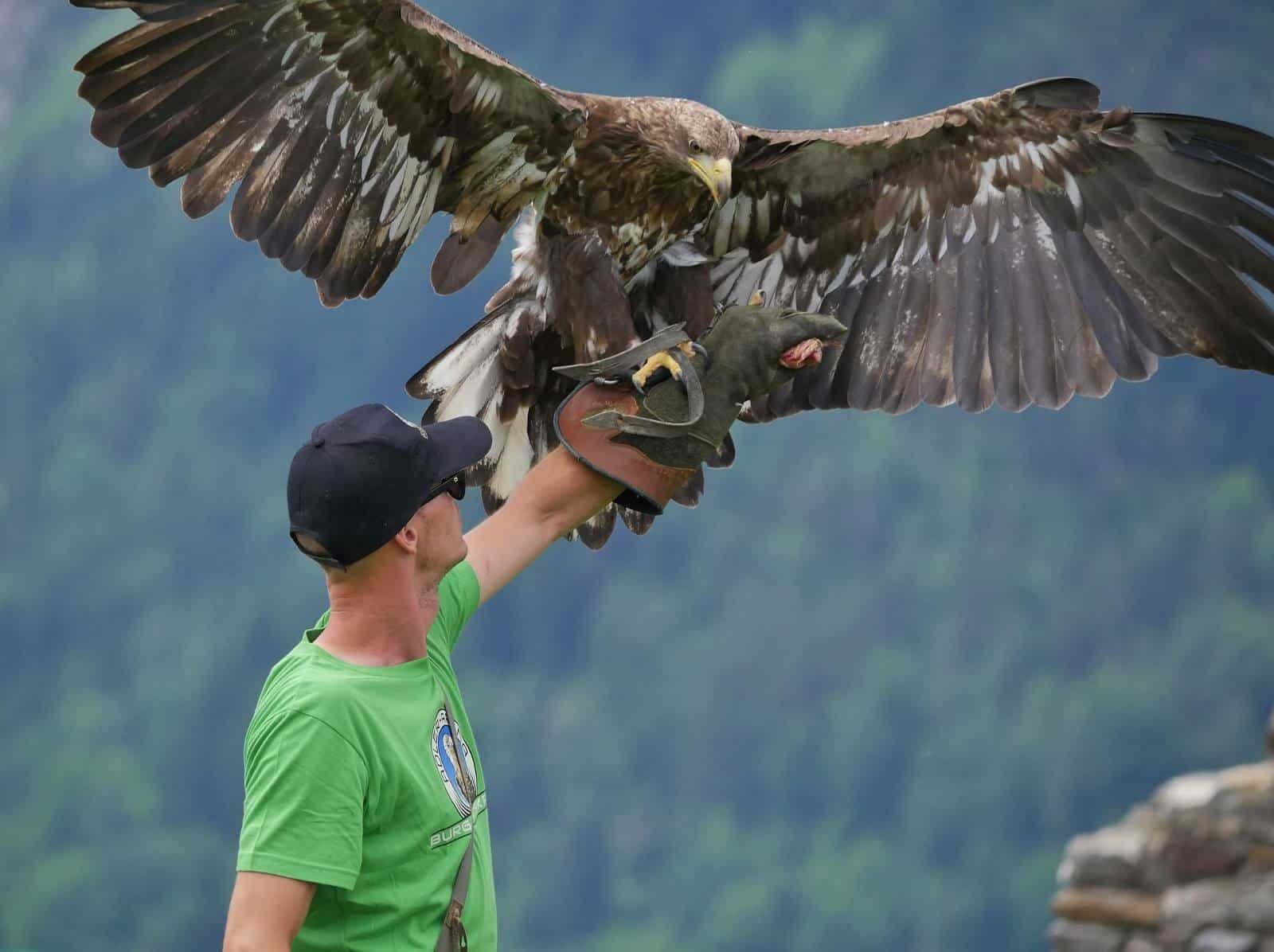 Steinadler mit Falkner bei Flugschau auf Adlerarena Burg Landskron bei Villach