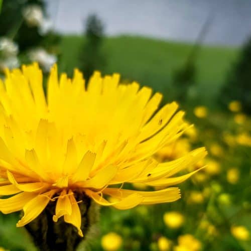 gelbe Blumen beim Schwarzsee auf der Turracher Höhe in Kärnten - Wanderung 3-Seenrunde