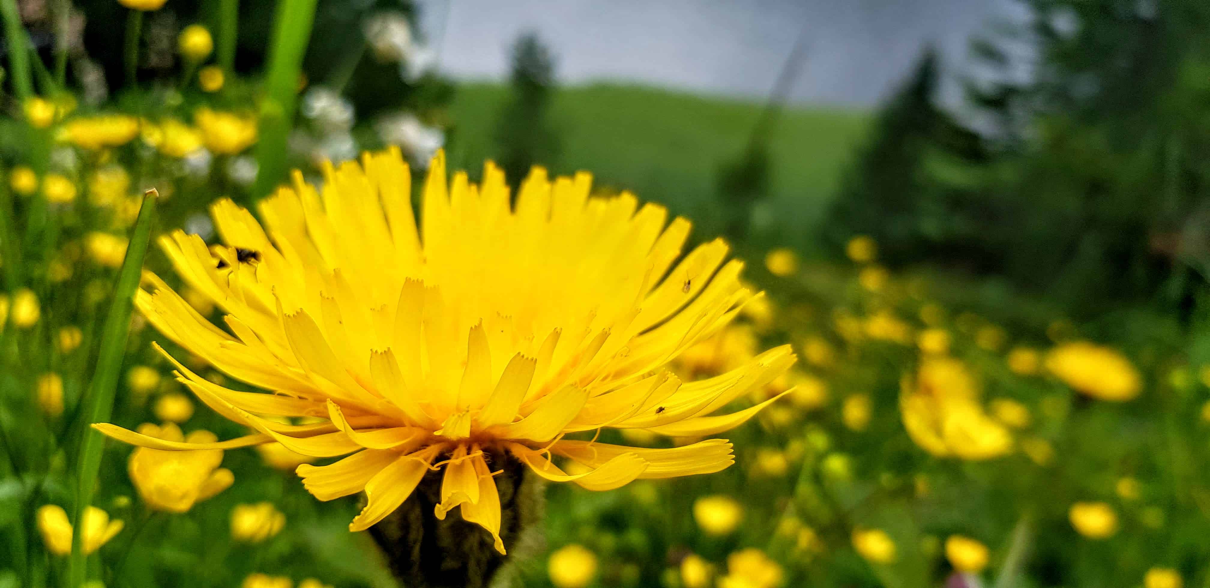 gelbe Blumen beim Schwarzsee auf der Turracher Höhe in Kärnten - Wanderung 3-Seenrunde