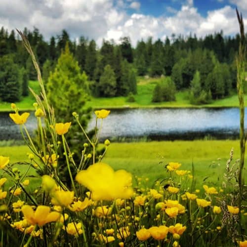 Der Schwarzsee im Frühling mit Blumen - Ausflugstipp Wandern auf der Turracher Höhe in Kärnten Österreich