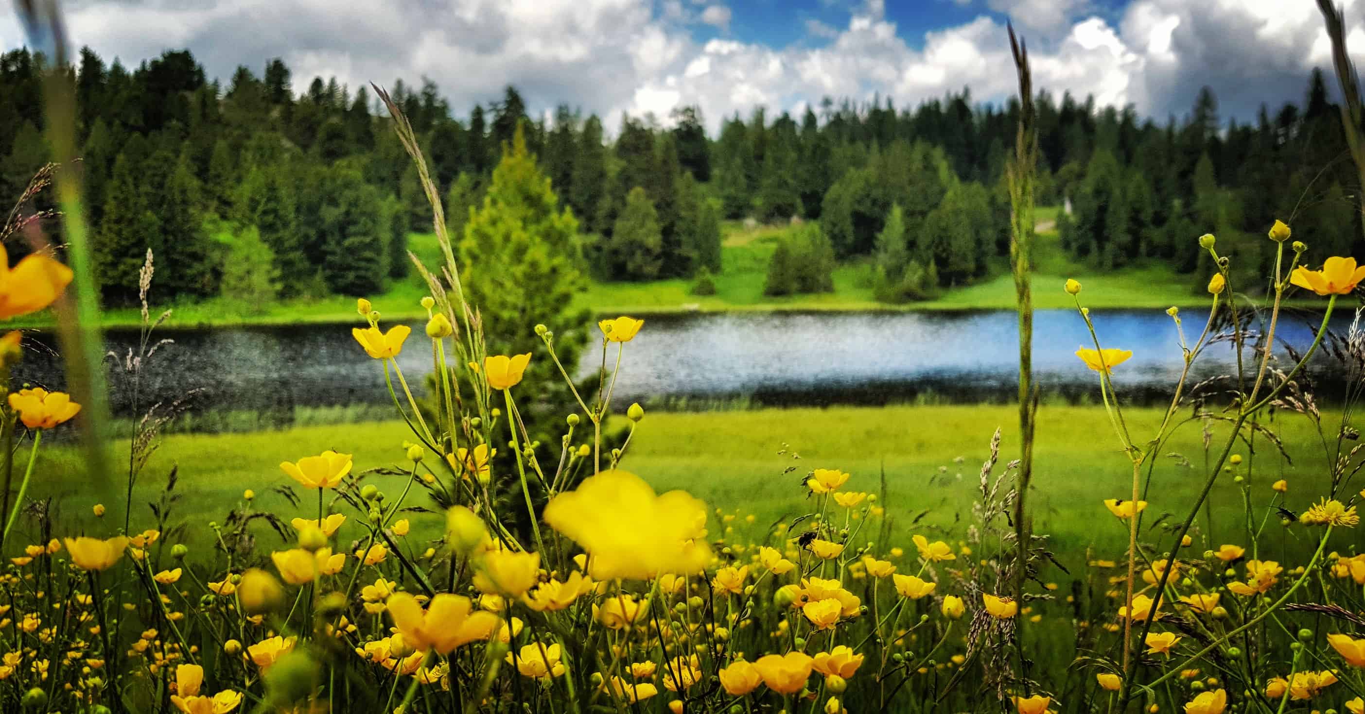 Der Schwarzsee im Frühling mit Blumen - Ausflugstipp Wandern auf der Turracher Höhe in Kärnten Österreich