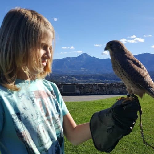 Kind mit Falke auf der kinderfreundlichen Adlerarena Burg Landskron bei Villach in Kärnten