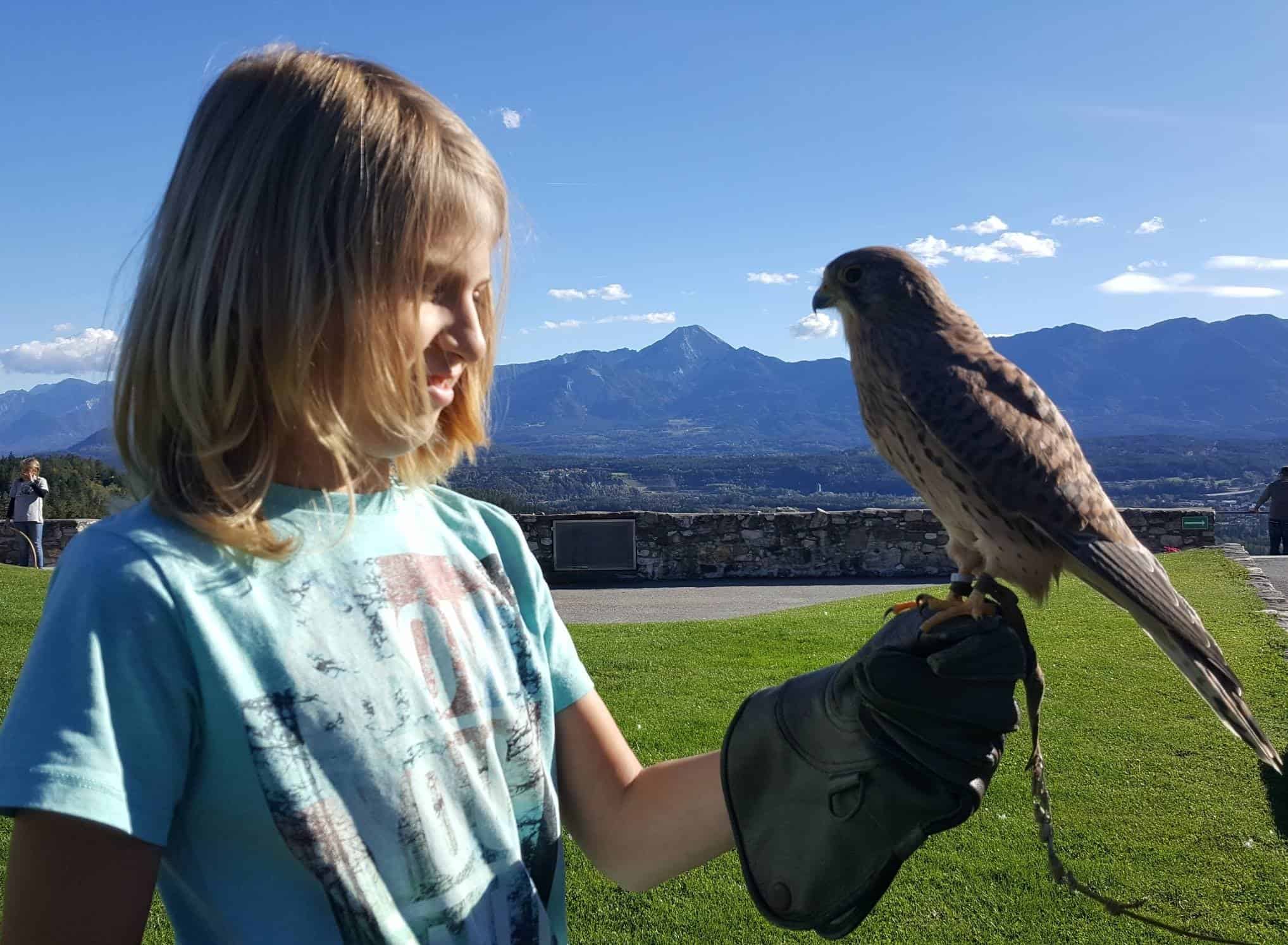 Kind mit Falke auf der kinderfreundlichen Adlerarena Burg Landskron bei Villach in Kärnten