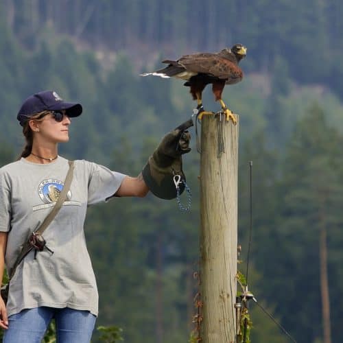 Falknerin Laura mit Greifvogel bei Flugschau Adlerarena Burg Landskron