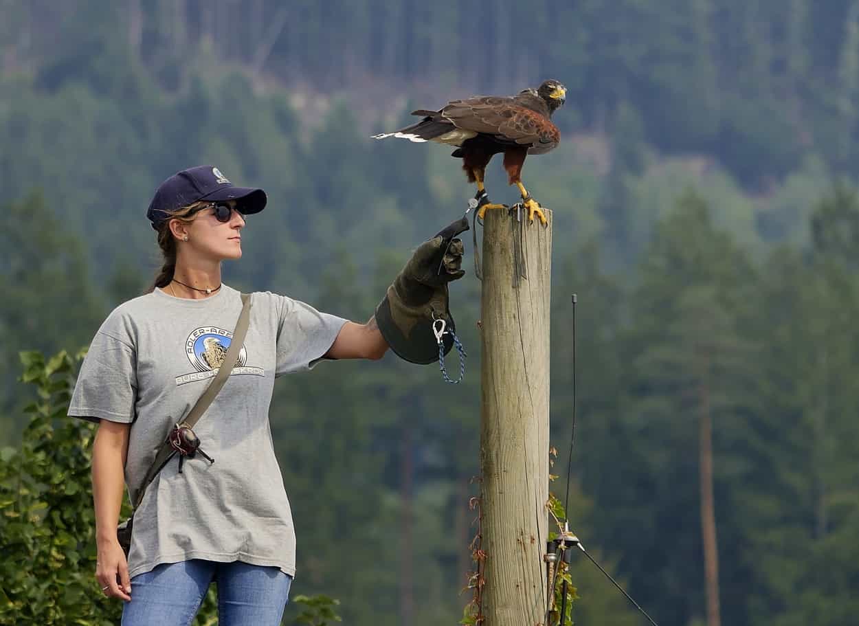 Falknerin Laura mit Greifvogel bei Flugschau Adlerarena Burg Landskron