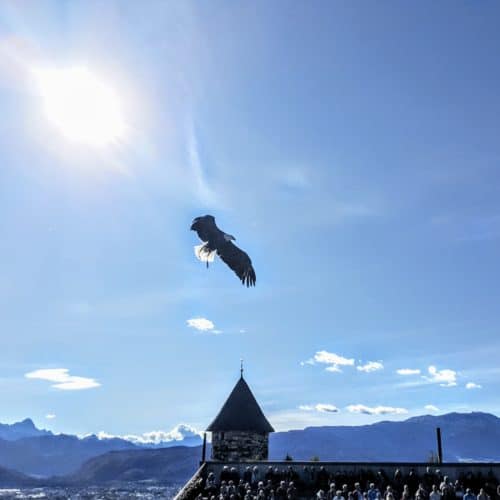 Greifvogel bei der Flugschau auf Adlerarena Burg Landskron