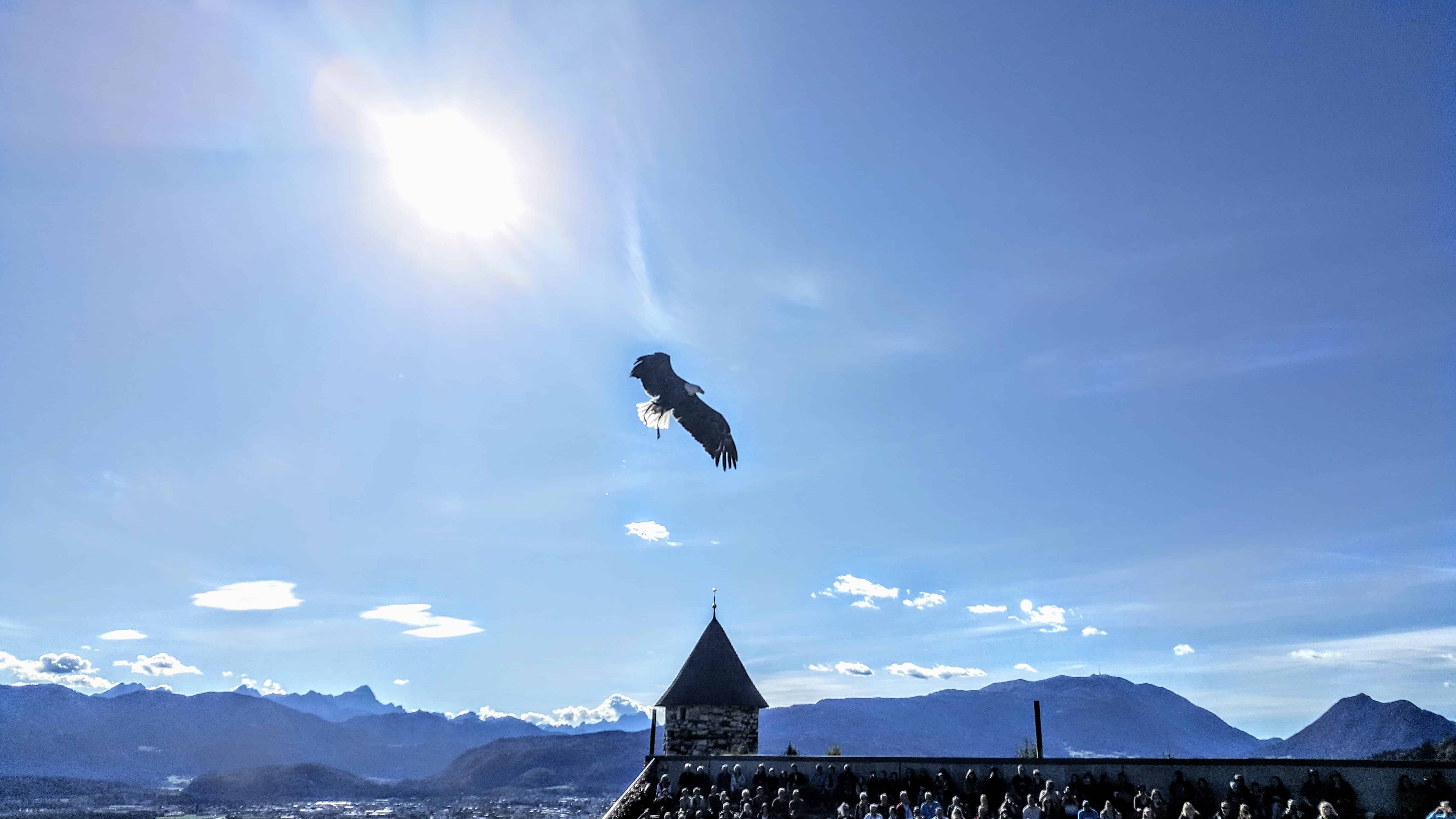 Greifvogel bei der Flugschau auf Adlerarena Burg Landskron