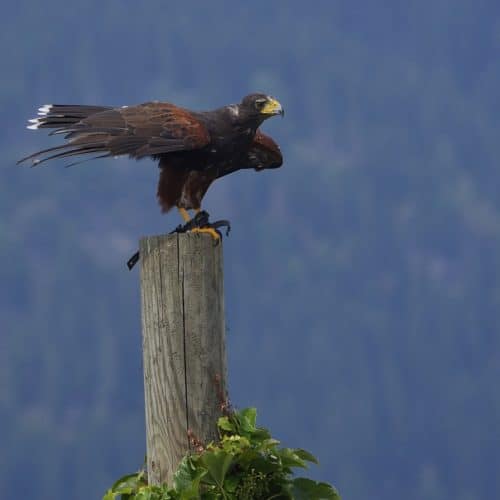 Greifvogel bei Flugschau auf der Adlerarena Landskron am Ossiacher See in Kärnten
