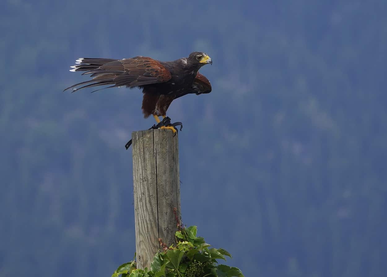 Greifvogel bei Flugschau auf der Adlerarena Landskron am Ossiacher See in Kärnten