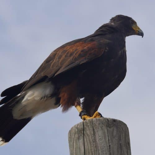 Greifvogel bei Flugschau Adlerarena Burg Landskron Villach