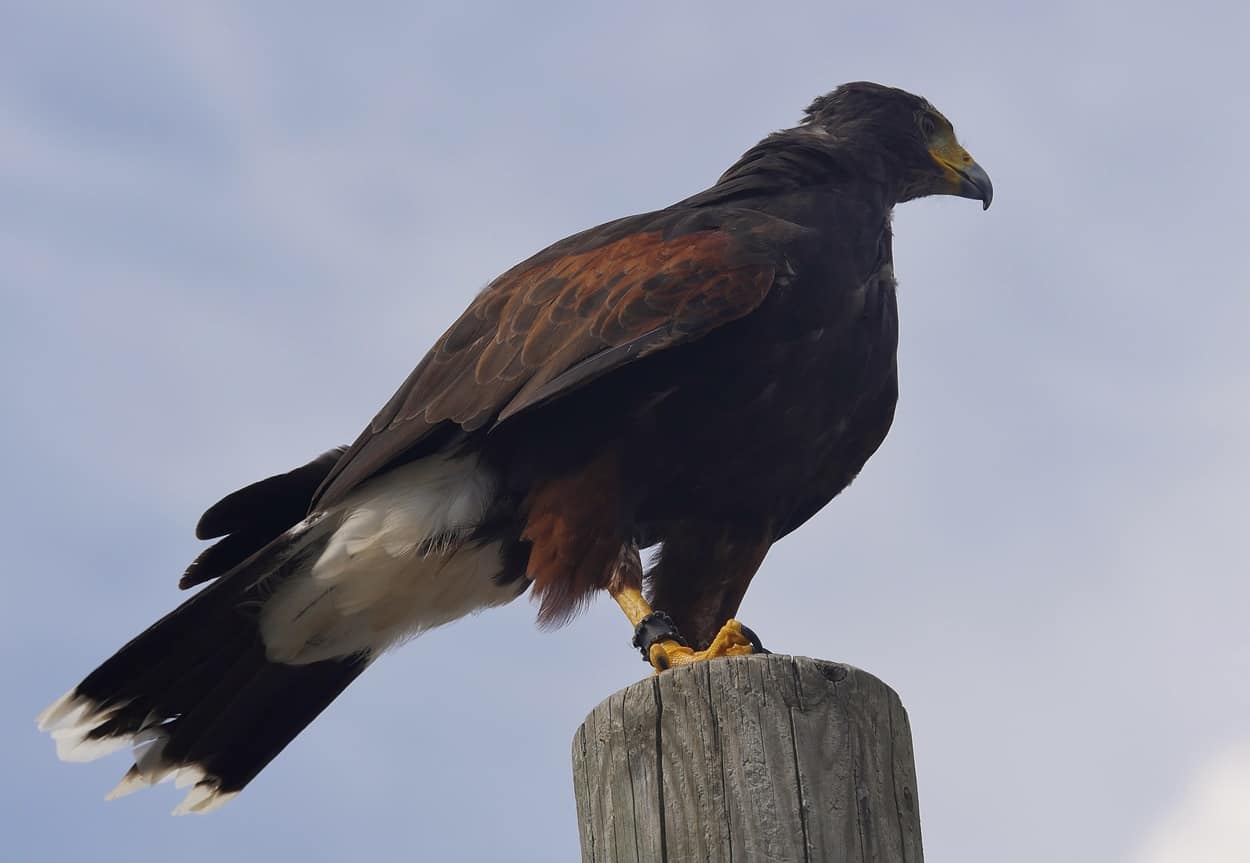 Greifvogel bei Flugschau Adlerarena Burg Landskron Villach