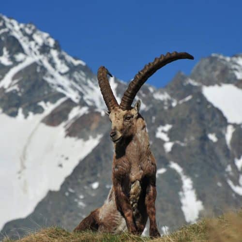 Steinbock vor Großglockner bei Ausflug auf Großglockner Hochalpenstraße - Panoramastraße und Sehenswürdigkeit in Österreich.