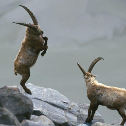 Tiere auf der Großglockner Hochalpenstraße - Steinböcke in den Alpen