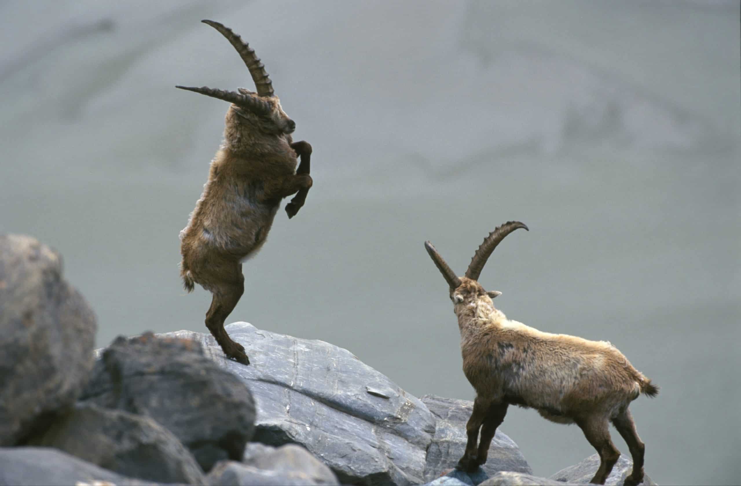 Tiere auf der Großglockner Hochalpenstraße - Steinböcke in den Alpen