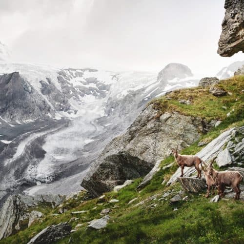 Tiere auf der Großglockner Hochalpenstraße - Steinböcke bei Familienwanderung im Nationalpark