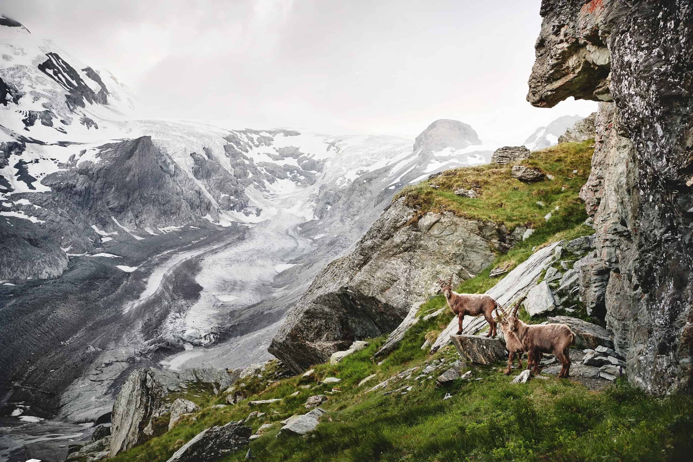 Tiere auf der Großglockner Hochalpenstraße - Steinböcke bei Familienwanderung im Nationalpark