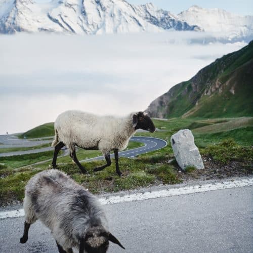 Tiere auf der Großglockner Hochalpenstraße - Schafe entlang der Panoramastraße in Österreich
