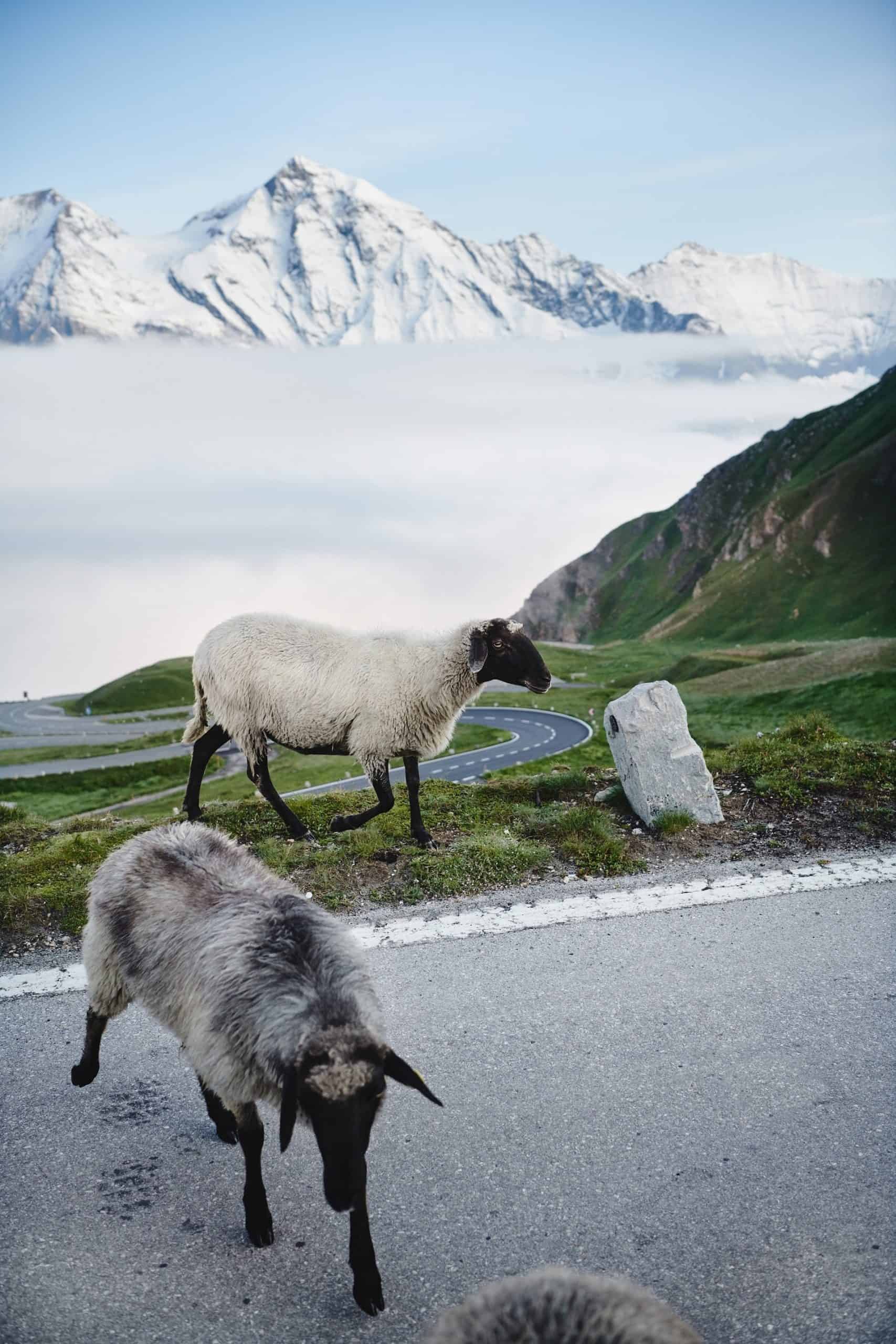 Tiere auf der Großglockner Hochalpenstraße - Schafe entlang der Panoramastraße in Österreich