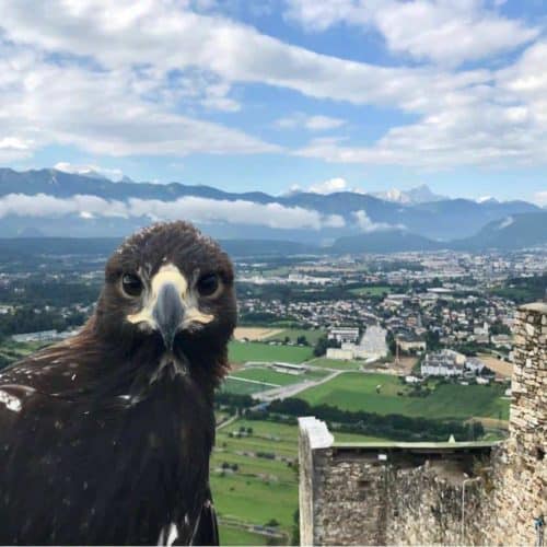 Junger Steinadler auf der Adlerarena Burg Landskron mit Villach im Hintergrund