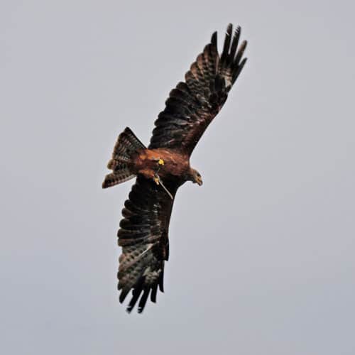 Milan im Flug bei der Flugschau auf der Adlerarena Burg Landskron am Ossiacher See