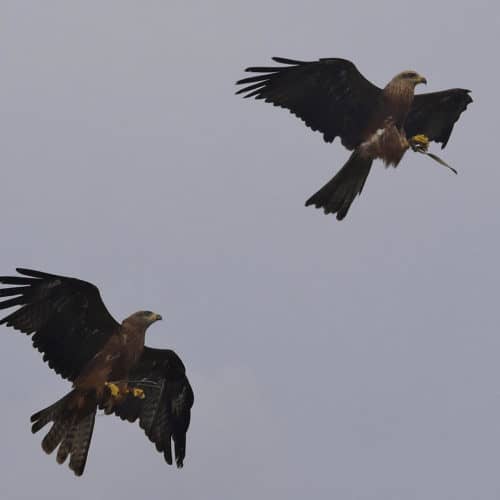 Milane bei Flugschau auf Adlerarena Burg Landskron Villach Kärnten