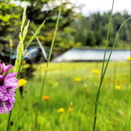 Natur und Blumenwiese rund um den Schwarzsee auf der Turracher Höhe in Österreich