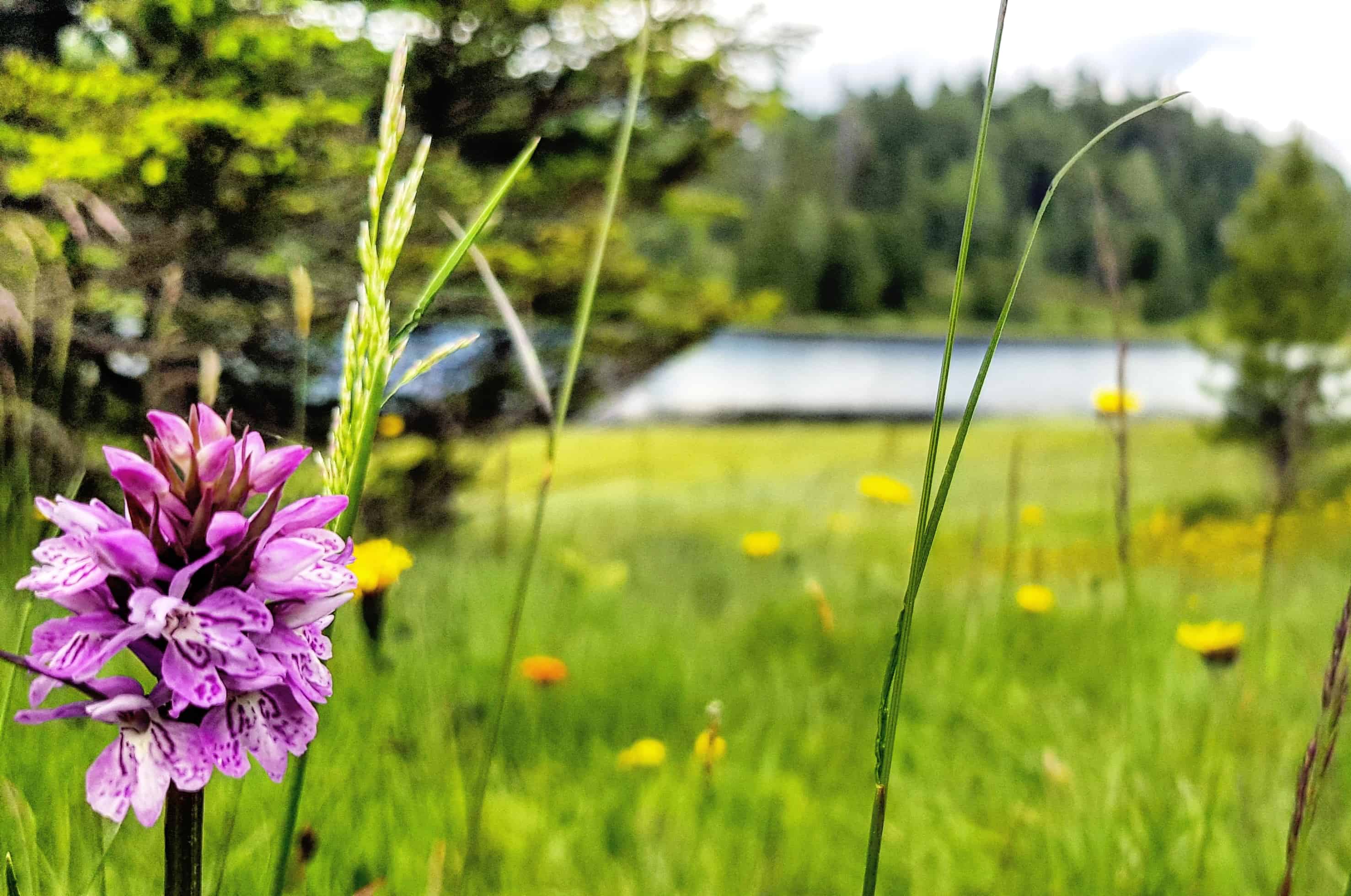 Natur und Blumenwiese rund um den Schwarzsee auf der Turracher Höhe in Österreich