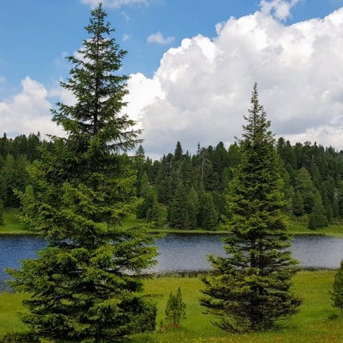 Schwarzsee - Bergsee auf der Turracher Höhe in Kärnten & Steiermark, Ausflugstipp in Österreich