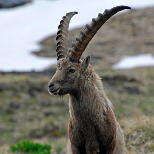 Steinbock im Nationalpark Hohe Tauern entlang einer Fahrt entlang der weltberühmten Großglockner Hochalpenstraße