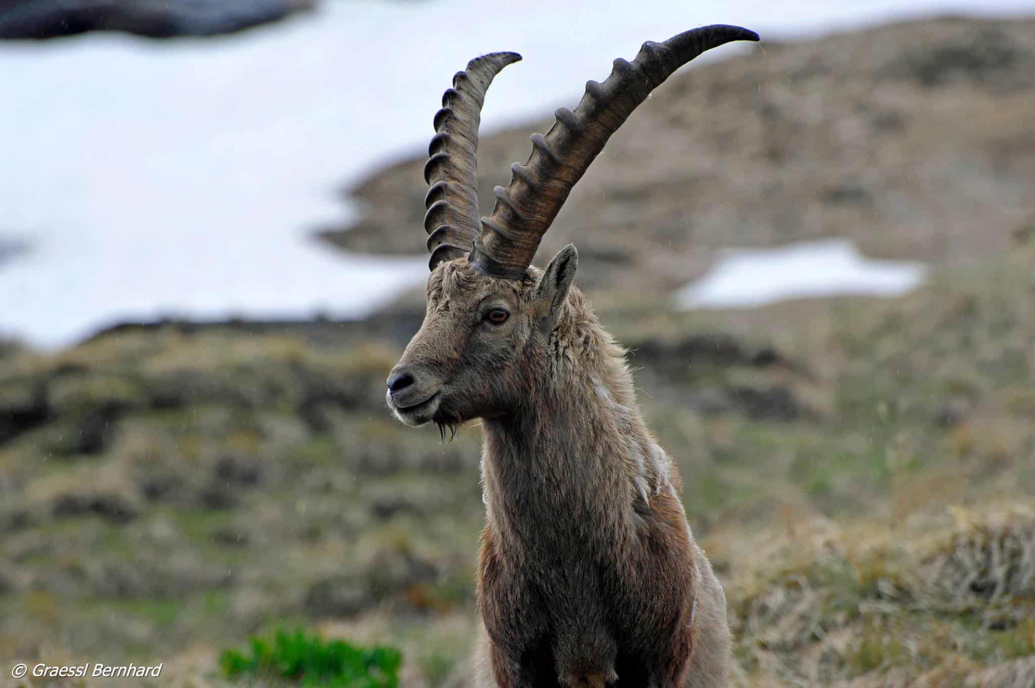 Steinbock im Nationalpark Hohe Tauern entlang einer Fahrt entlang der weltberühmten Großglockner Hochalpenstraße