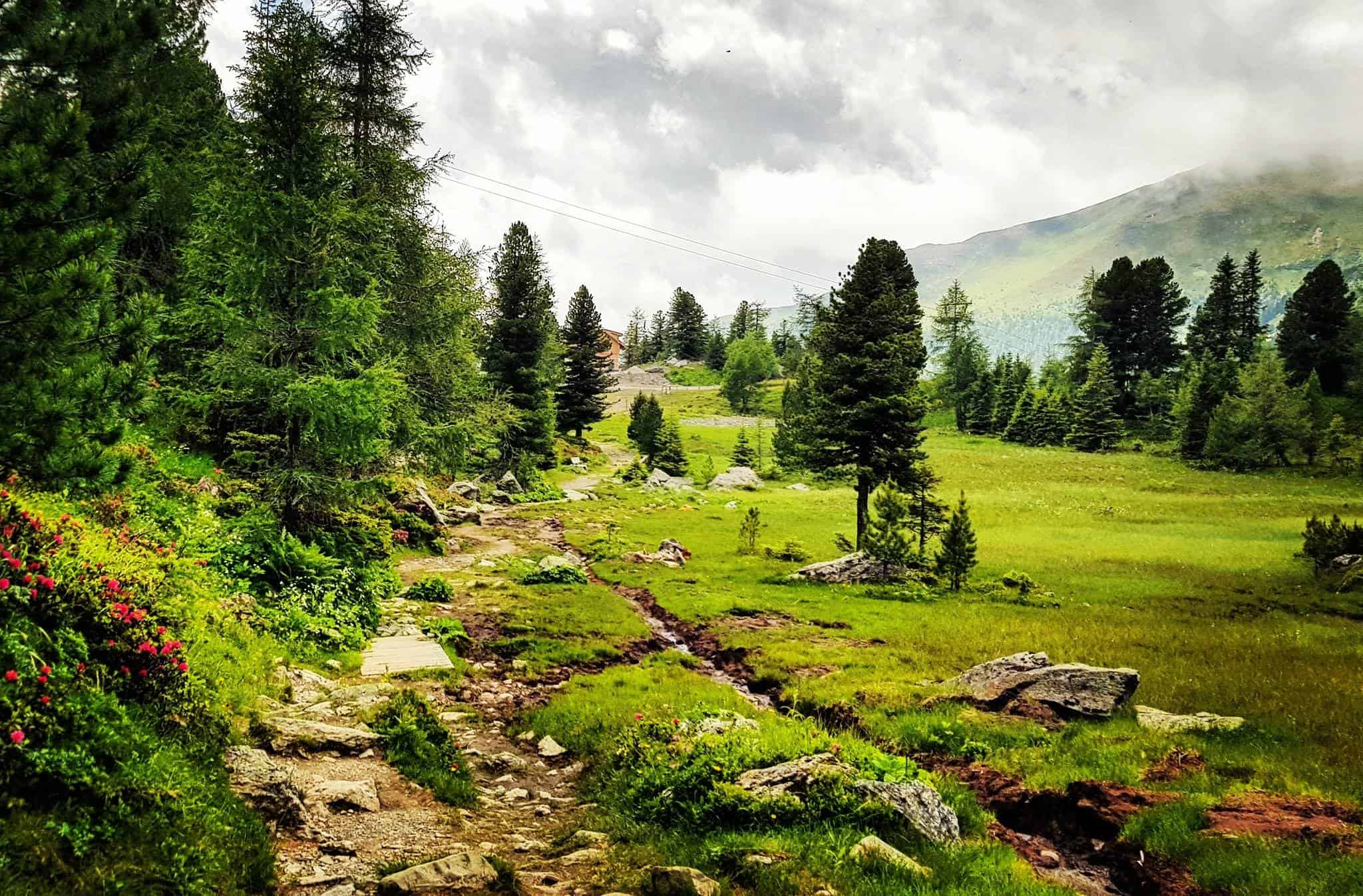 Wandern auf der Turracher Höhe in Kärnten-Steiermark - Wanderweg mit Almrausch bei Regenwetter in Österreich