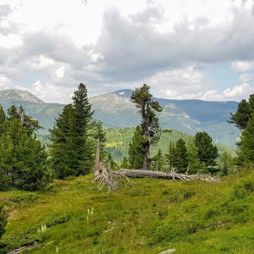 Wandern - alpine Berglandschaft mit Bäumen und Nockbergen auf der Turracher Höhe in Kärnten - Österreich