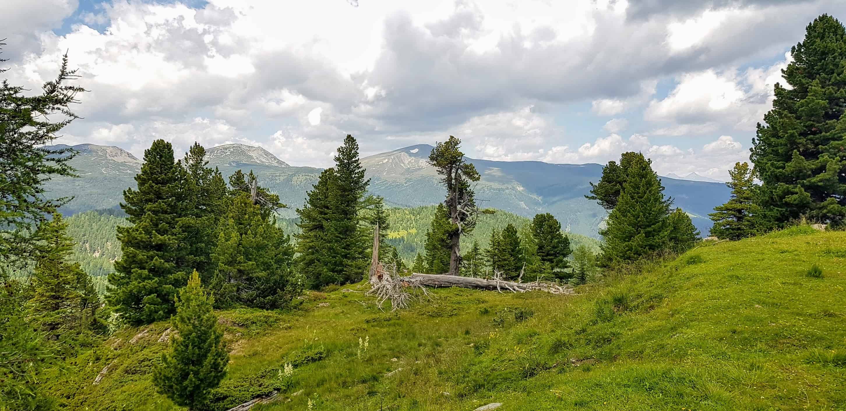 Wandern - alpine Berglandschaft mit Bäumen und Nockbergen auf der Turracher Höhe in Kärnten - Österreich