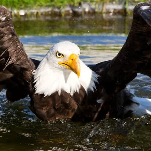 Weißkopfseeadler bei Flugschau auf Burg Landskron in Kärnten - Adlerarena TOP-10 Ausflugsziele