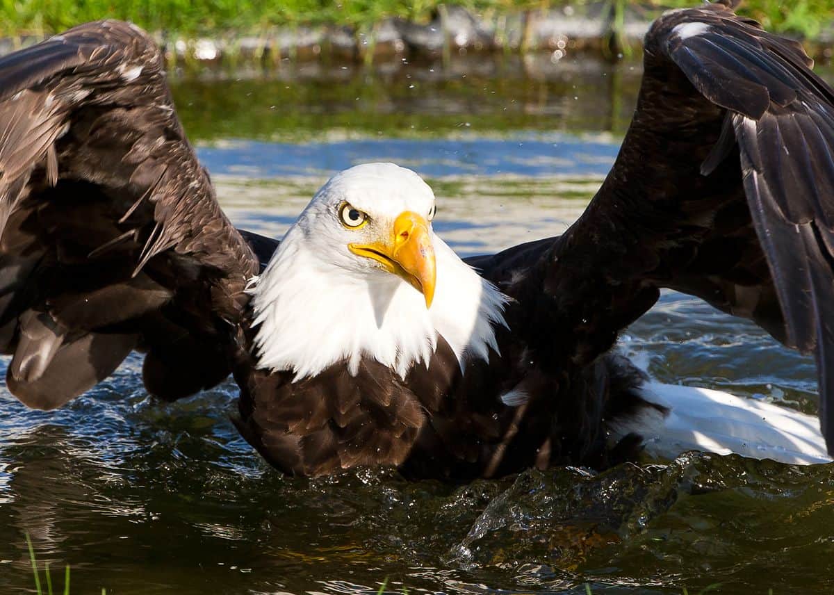 Weißkopfseeadler bei Flugschau auf Burg Landskron in Kärnten - Adlerarena TOP-10 Ausflugsziele