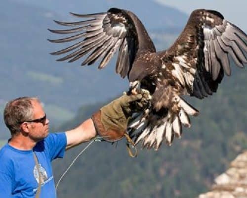 Steinadler mit Falkner bei Greifvogelschau in Landskron - Adlerarena Burg Landskron in Kärnten Nähe Villach am Ossiacher See