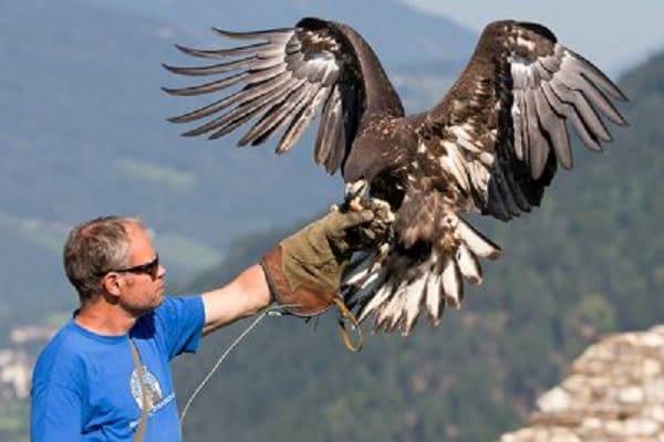 Steinadler mit Falkner bei Greifvogelschau in Landskron - Adlerarena Burg Landskron in Kärnten Nähe Villach am Ossiacher See