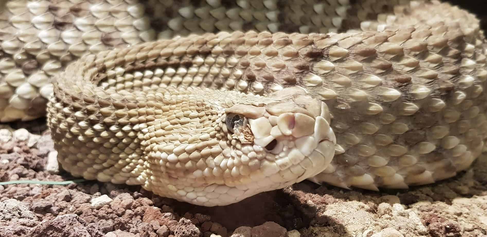 Schlange im Reptilienzoo Happ - Schlechtwetter Ausflugstipp in Klagenfurt am Wörthersee - Sehenswürdigkeit in Österreich