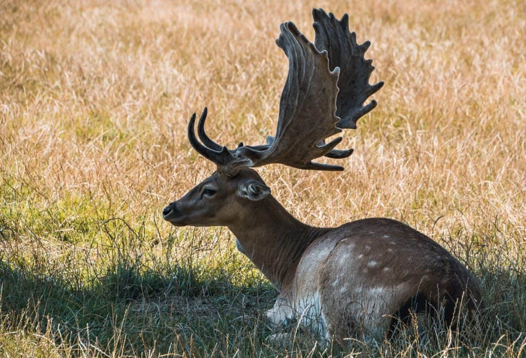 Tiere im Tierpark Rosegg - Hirsch