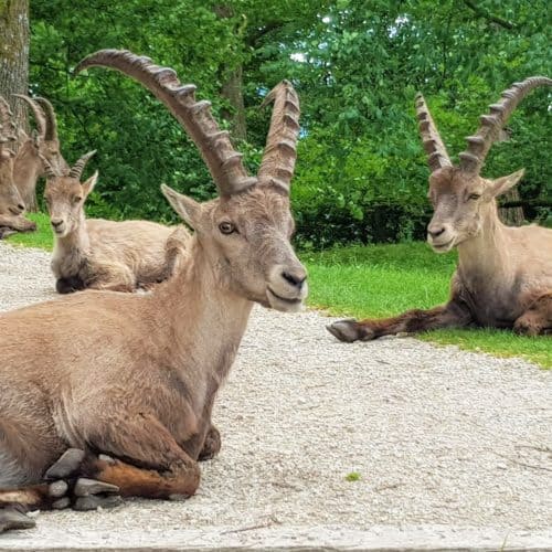 Steinböcke im Tierpark Rosegg - TOP Ausflugsziele mit Kindern in Kärnten - Österreich